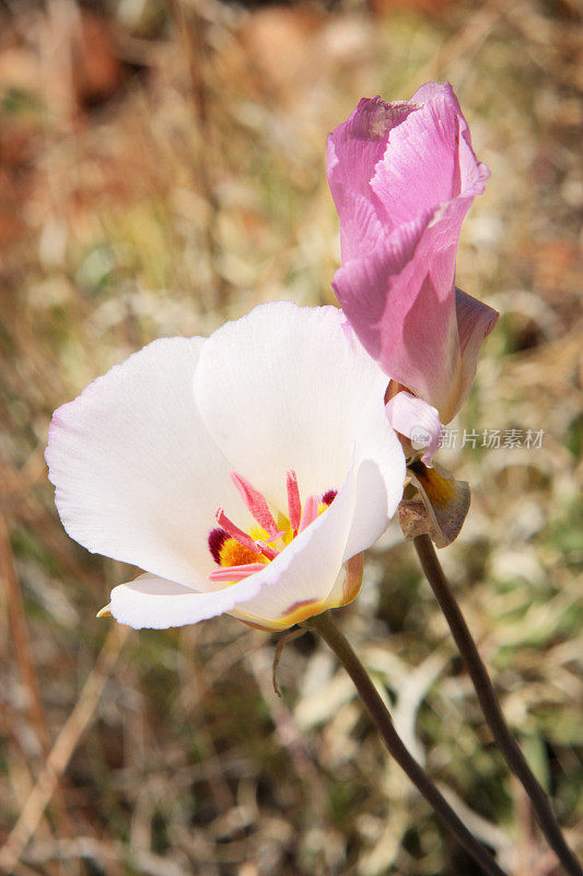 Mariposa百合Calochortus flexosus野花